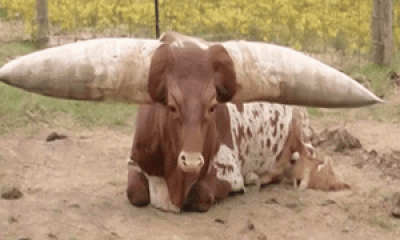 Granjero encuentra vaca perdida tras 8 meses - ¡Mira lo que pasó!
